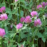 Afla ce trebuie sa stii despre semintele de trifoi si cum te ajuta acestea in agricultura