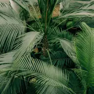 3 lucruri pe care trebuie sa le stii cand vizitezi Gradina Botanica din Cluj-Napoca