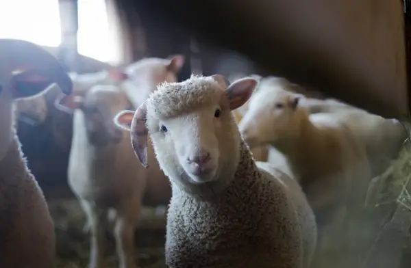 Masina de tuns animale si alte produse de la Superfarmland
