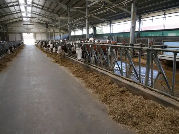 Vaci Montbeliarde in Romania, pentru fermierii romani