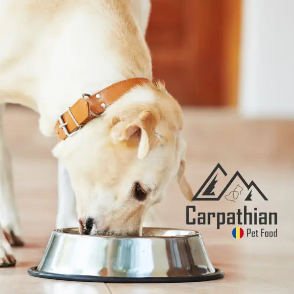 Un caine fericit este un caine bine ingrijit