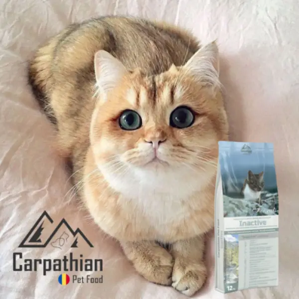 Ai sterilizat pisica?