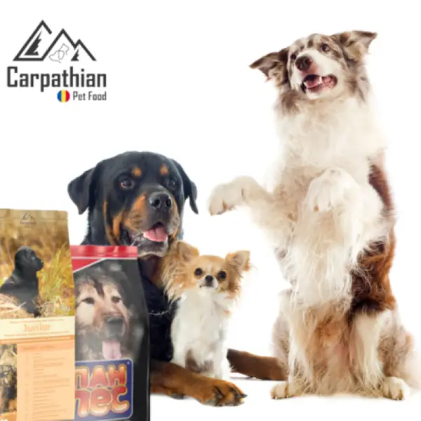 Mâncare umedă sau mâncare uscată pentru câini?