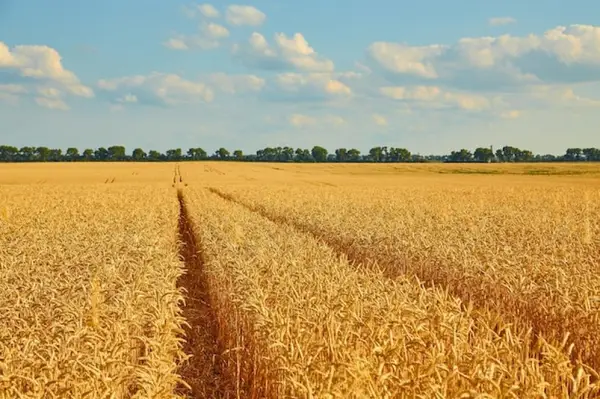 Impactul erbicidelor asupra randamentului și calității cerealelor