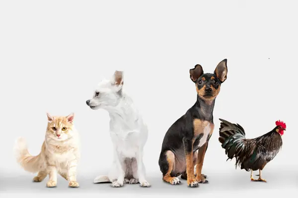 De ce să apelezi la Vero Anima pentru achiziția de hrană pentru animalele tale de companie