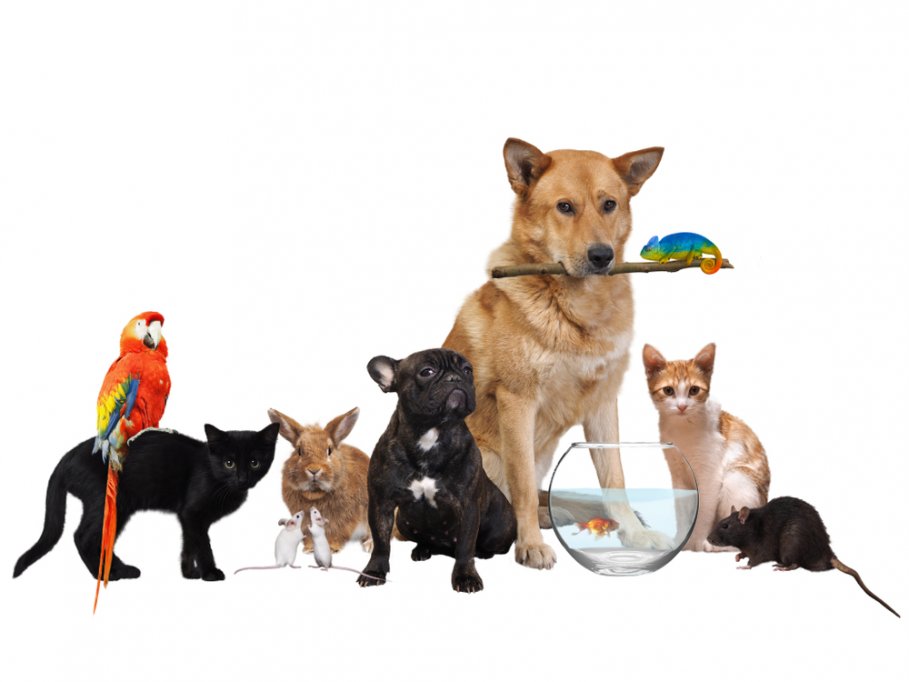 5 motive pentru a adopta un animal de companie: Avantaje si Beneficii