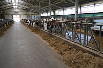 Vaci Montbeliarde in Romania, pentru fermierii romani