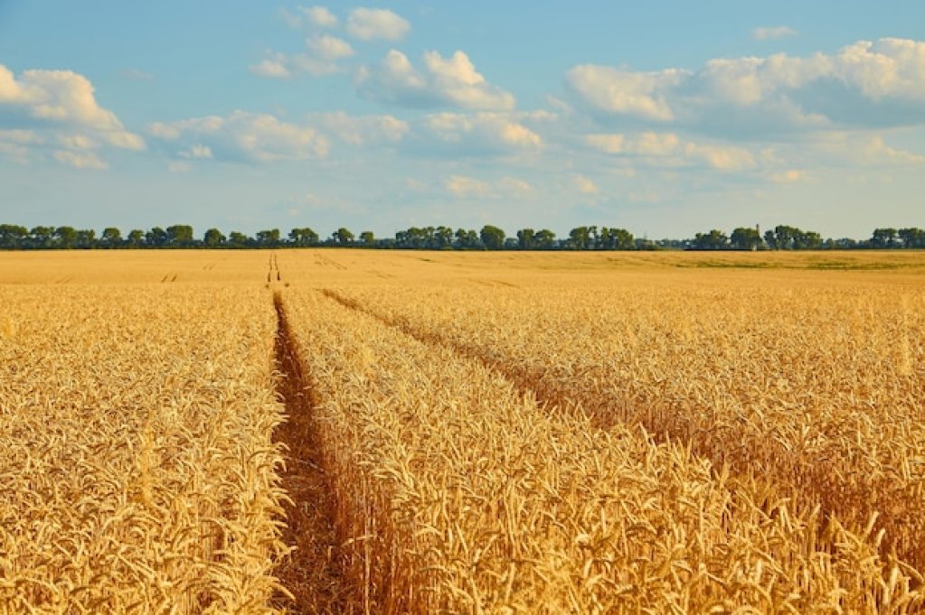 Impactul erbicidelor asupra randamentului și calității cerealelor