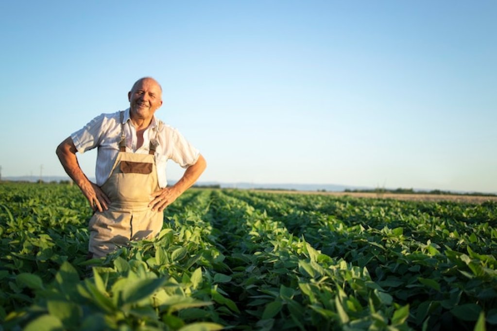 Cum ajută insecticidele agricultorii să obțină culturi sănătoase și abundente